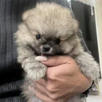 سگ پامرین خرسی