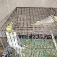 عروس هلندی جفت