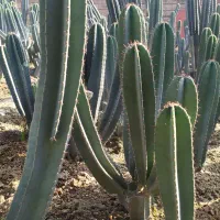 فروش کاکتوس سنپدرو|گل و گیاه طبیعی|زرگرشهر, |دیوار