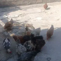 مرغ وخروس