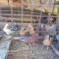کبوتر زرد و سرخ|پرنده|باغ بهادران, |دیوار