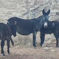 فروش چند عدد الاغ درجه 1