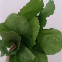 سبزی چوچاق