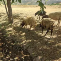 بره|حیوانات مزرعه|الیگودرز, |دیوار
