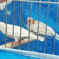 فنچ **