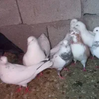 فروش یکجاکبوتر