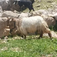 بز داشتی نمونه