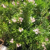 باغ-شهری-سیاخ-دارنگون-دارای-در-و-دیوار-آب-و-برق