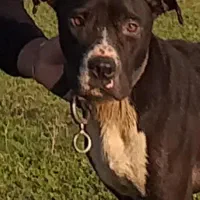 پیتبول نر سن یکسالو نیم خام مناسب برا نگهبانی