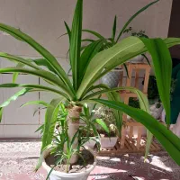 گل اشک ملکه|گل و گیاه طبیعی|اصفهان, ارداجی|دیوار