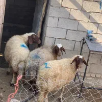 گوسفند سنجابی