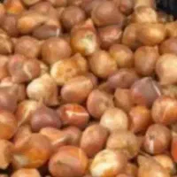 پیاز گل نرگس  کازرون قیمت ۱۵۰تومان|گل و گیاه طبیعی|شیراز, شاپورجان|دیوار
