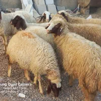 گوسفند ماده داشتی درحد شک باب داشت|حیوانات مزرعه|کوزران, |دیوار