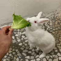 خرگوش سفید ماده
