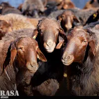 گوسفند کرج نو،ساسانی ،زنده حیدرآباد دشت مغان|حیوانات مزرعه|کرج, کرج نو|دیوار