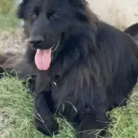 ژرمن بلک ممتاز وارداتی