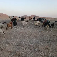 بز و بی