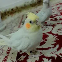 عروس هلندی