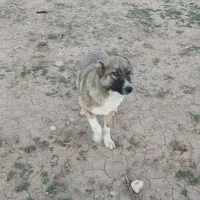 سگ سرابی جوان معاوضه با پاکوتاه هم دارم