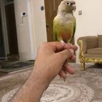 طوطی گرینچیک با عروس هلندی|پرنده|قزوین, |دیوار