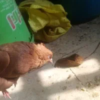 ماده زرد|پرنده|بروجرد, |دیوار