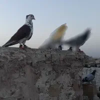 کفتررنگه کلاغ دم طوقی سیاه
