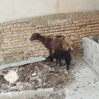 گوسفند بره دار افشار بره ماده خوراکخور