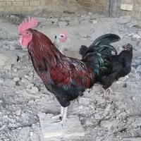 مرغ و خروس محلی|حیوانات مزرعه|شیراز, قلعه نو|دیوار