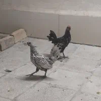 مرغ خروس سبرایت