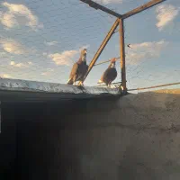 کفتر