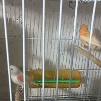 قناری ماده  آماده