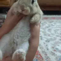 خرگوش کوتوله هلندی