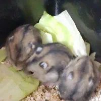 فروش همستر شکلاتی و مشکی