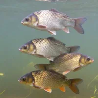 بچه‌ ماهی بیگهد و فیتوفاگ