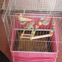 عروس هلندی مولد|پرنده|دامغان, |دیوار