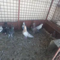 کبوتر