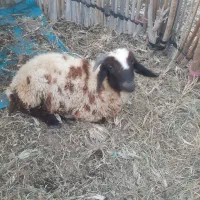 قوچ۱ساله سرحال هشت بندی|حیوانات مزرعه|توکهور, |دیوار