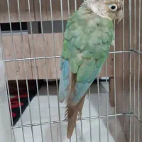 طوطیم گم شده توی محله دخانیات