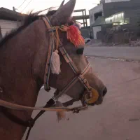 اسب|اسب و تجهیزات اسب‌سواری|بندر کنگان, |دیوار