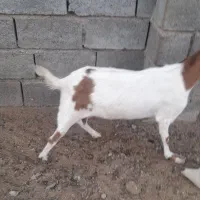 بز نر وماده در رودان|حیوانات مزرعه|رودان, |دیوار