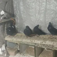 کبوتر طوقی کله ای معاوضه با مرغ