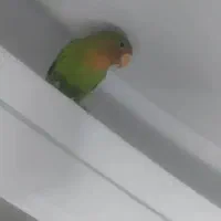 کوتوله برزیلی