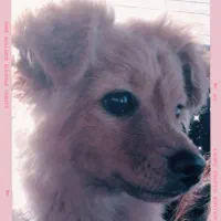 سگ خونگی پامرشناسنامه دار ،واکسن خورده۳۲۰۰تومن