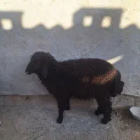 بره نر چاق