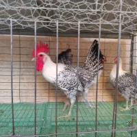 تخم نطفه دار براکل|حیوانات مزرعه|اصفهان, جاوان|دیوار