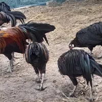مرغ فونیکس