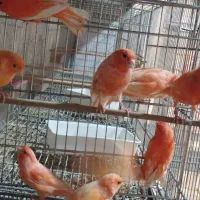 قناری|پرنده|اصفهان, باتون|دیوار