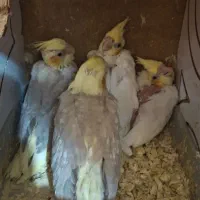 ۴ عدد جوجه عروس هلندی سرلاکی