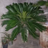 گل سیکاس