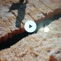 خریدار کاه.کلش.گندم.به صورت.نقدی در قرون دهگلان